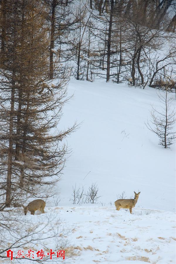 Un ciervo acompaña a su pareja un día de invierno en la región autónoma de Mongolia Interior, marzo del 2016. [Foto: proporcionada]