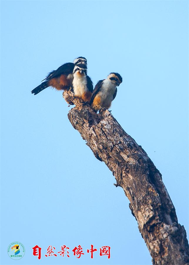 Tres falcones de collar se acurrucan juntos en la parte superior de un árbol. [Foto: proporcionada]