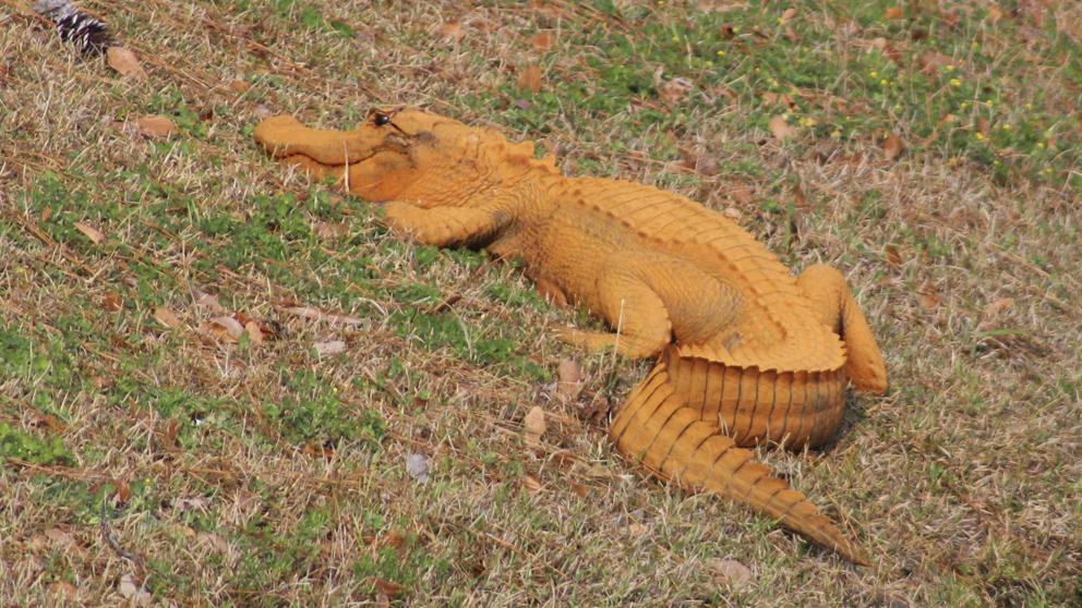 Trumpgator, el caimán naranja que habita en Carolina del Sur