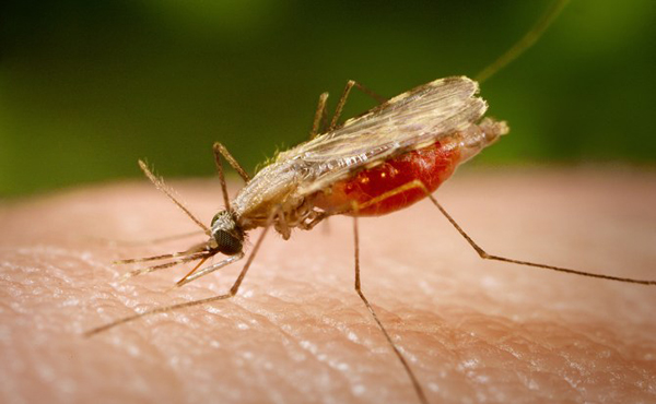Una nueva vacuna de la malaria logra el 100% de protección