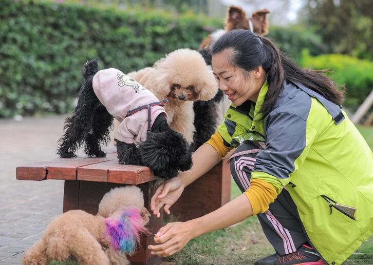 La esposa de Xue rodeada de adorables canes. Haikou, provincia de Hainan, 14 de febrero del 2017. [Foto: VCG]