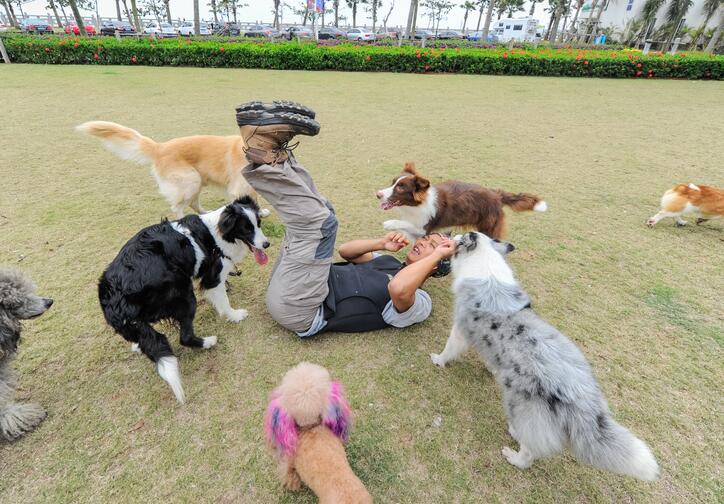 Xue juega con los canes en Haikou, provincia de Hainan, 14 de febrero del 2017. [Foto: VCG]