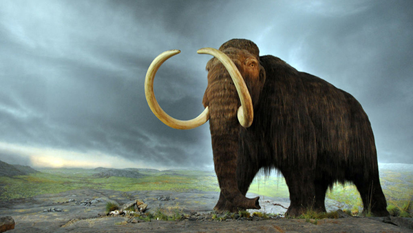 Científicos anuncian que muy pronto podrán resucitar al mamut