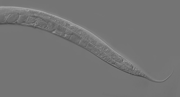 El gusano elegante pudiera portar ciertas clavesde la biología humana
