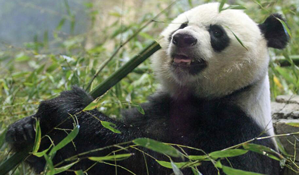 Imágenes de un panda gigante que devora una cabra se populariza en las redes chinas