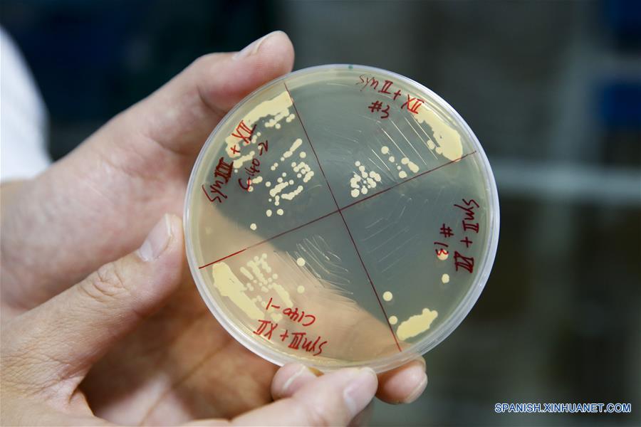 Científicos chinos crean cuatro cromosomas sintéticos de levadura