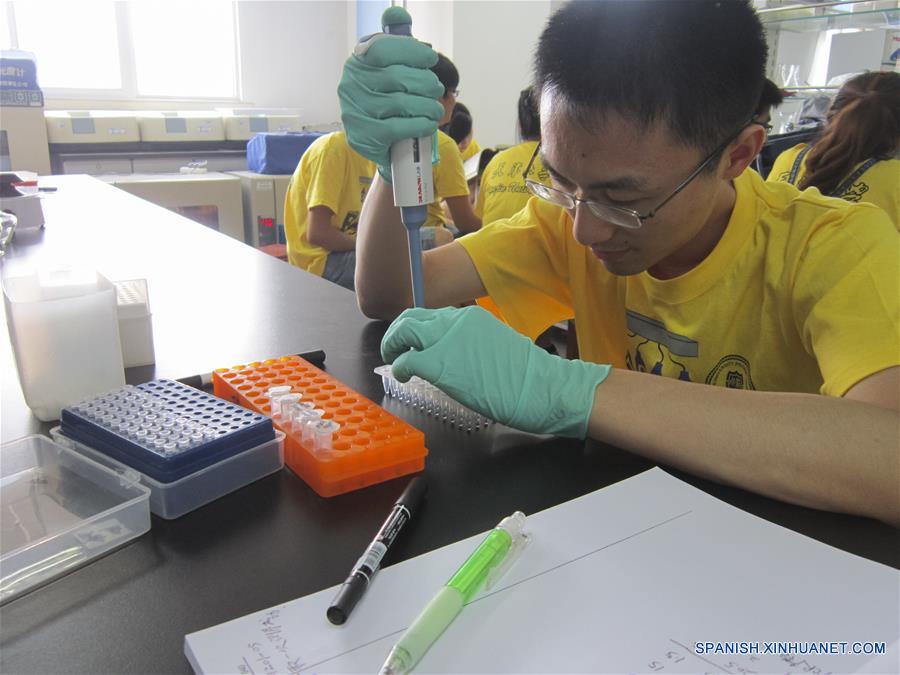 Imagen del 23 de julio de 2016 de un científico del equipo de investigación de la Universidad Tsinghua, trabajando en un laboratorio de la Universidad Tsinghua en Beijing, capital de China. Científicos chinos han ensamblado cuatro cromosomas de levadura sintéticos, lo que convierte a China en el segundo país capaz de diseñar y construir genomas de células eucariotas, de núcleo diferenciado. El descubrimiento, que supone un nuevo paso en el camino a la creación de vida sintética, fue publicado en la edición del viernes de la revista Science. Durante el estudio, los investigadores de la Universidad de Tianjin, la Universidad Tsinghua y el instituto de genómica BGI-Shenzhen crearon cromosomas sintéticos activos mediante el emparejamiento exacto por vez primera del genoma sintético con la secuencia diseñada. (Xinhua/Yuan Yingjin)