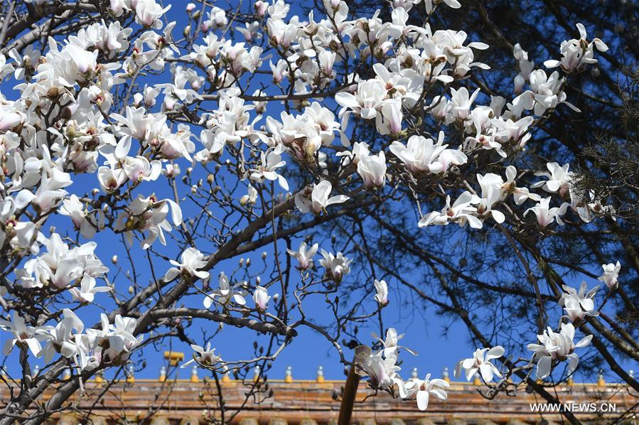 Las magnolias anuncian la primavera desde la histórica avenida Changan de Beijing