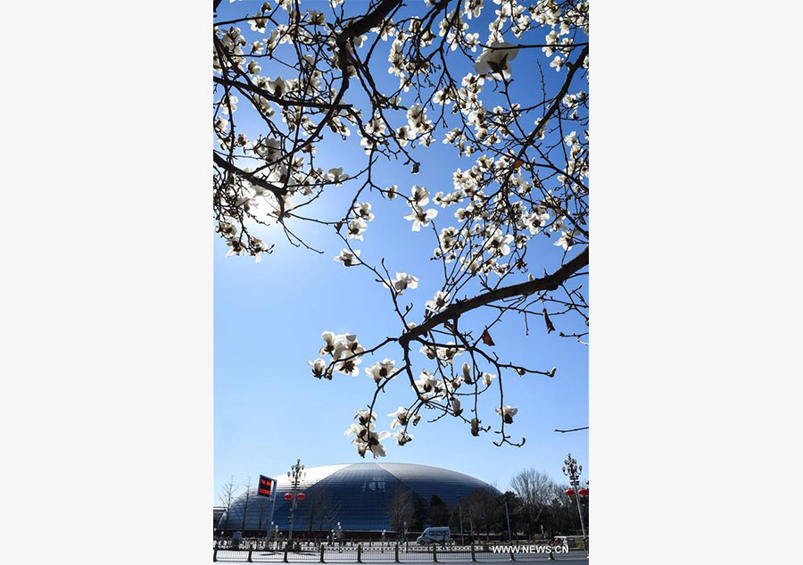 Las magnolias anuncian la primavera desde la histórica avenida Changan de Beijing