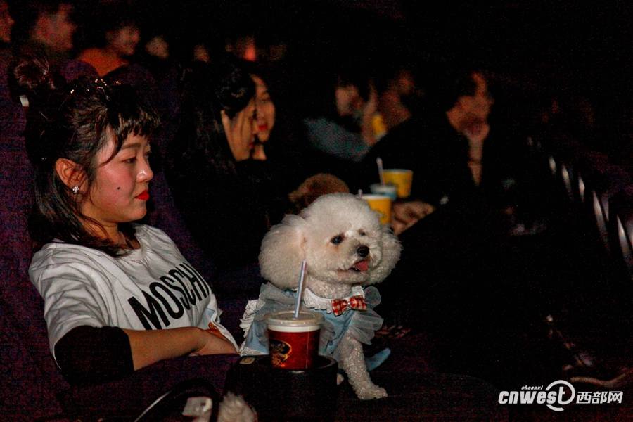 Dueños de perros en Xi´an llevan a sus amigos peludos al cine