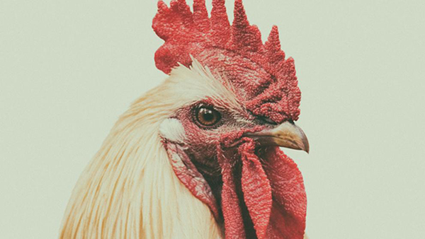 Una empresa de EE.UU crea carne de pollo y de pato sin herir a ningún animal