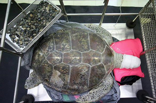 Fallece la tortuga tailandesa que se tragó centenares de monedas