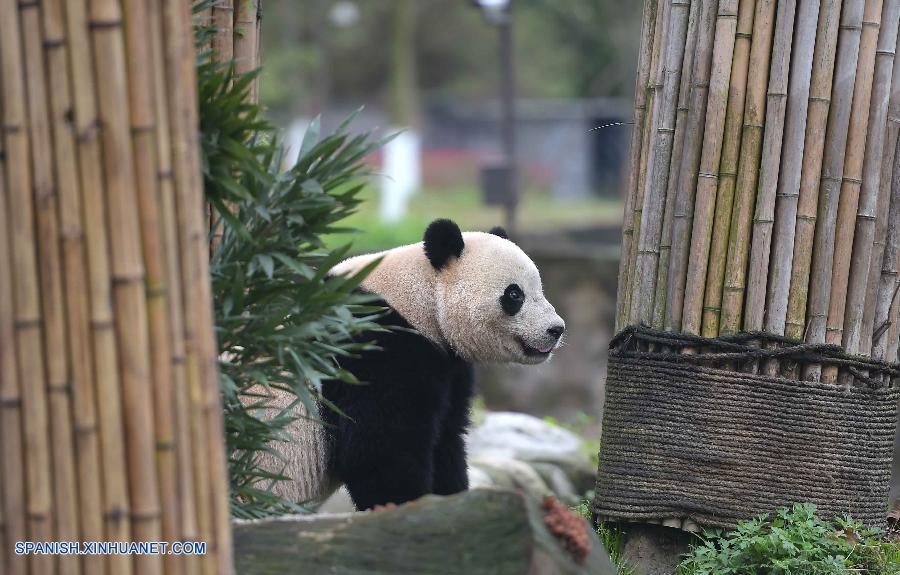 Osa panda nacida en EE.UU. hace debut en suroeste de China