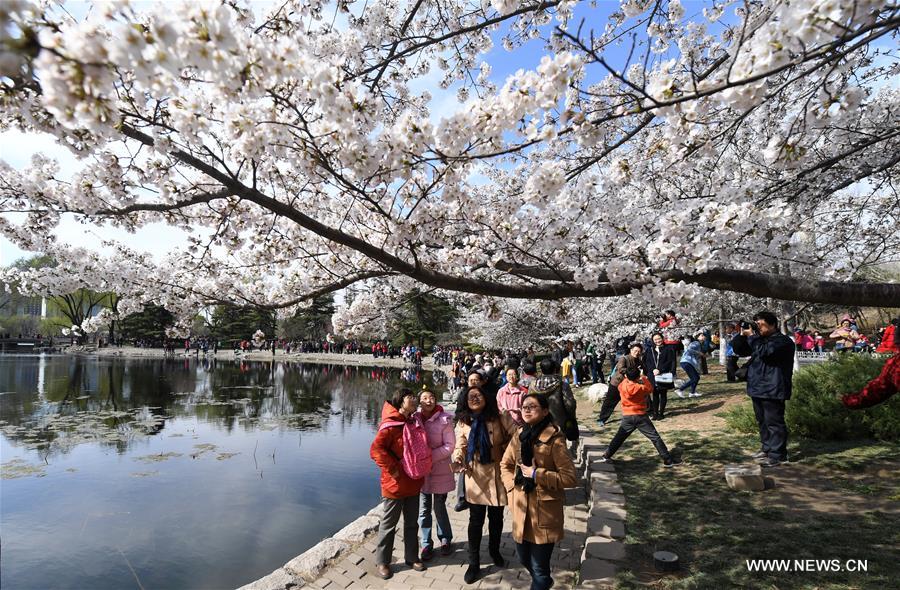 Turistas admiran los cerezo en flor del Parque Yuyuantan en Beijing, capital de China. En la actualidad, más de mil árbolesllenan de encanto el recinto público. A partir de hoy, los visitantes tendrán los mejores siete días para disfrutar este impresionante regalo de la naturaleza, 26 de marzo del 2017. (Foto: Li Jundong) 