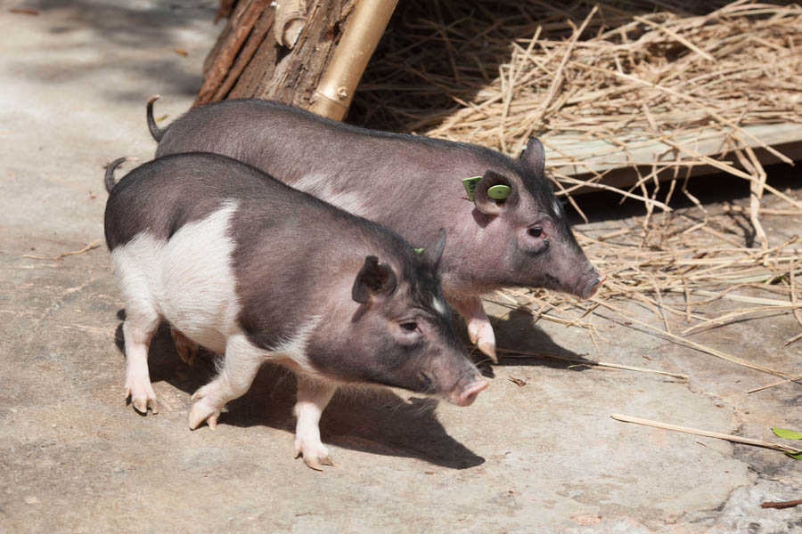 Cerdo clonado debuta en un parque natural de Shenzhen