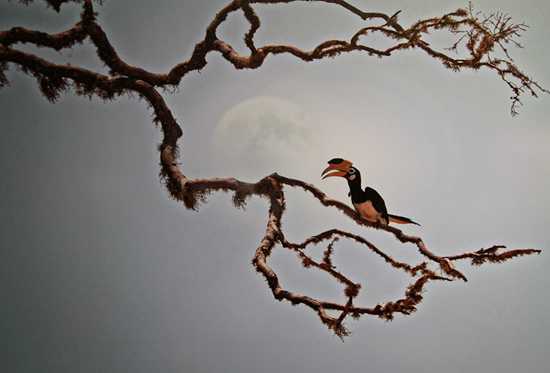 El libro "Aves silvestres del Ecuador", del fotógrafo Wang Jianguo, presenta a los lectores chinos la gran biodiversidad aviar del fascinante país latinoamericano. (Foto: YAC)