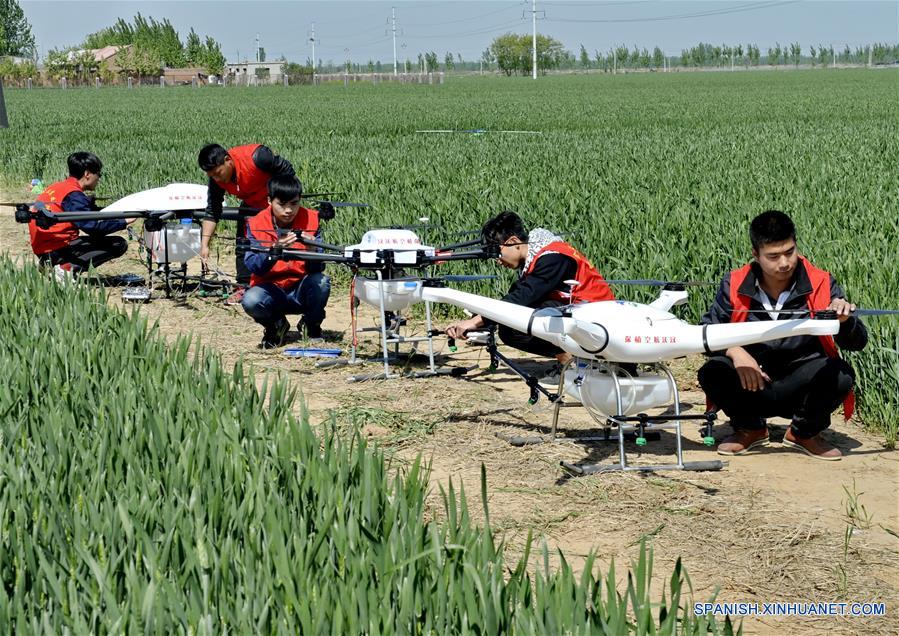 Drones rocían pesticida en campo de trigo de Hebei