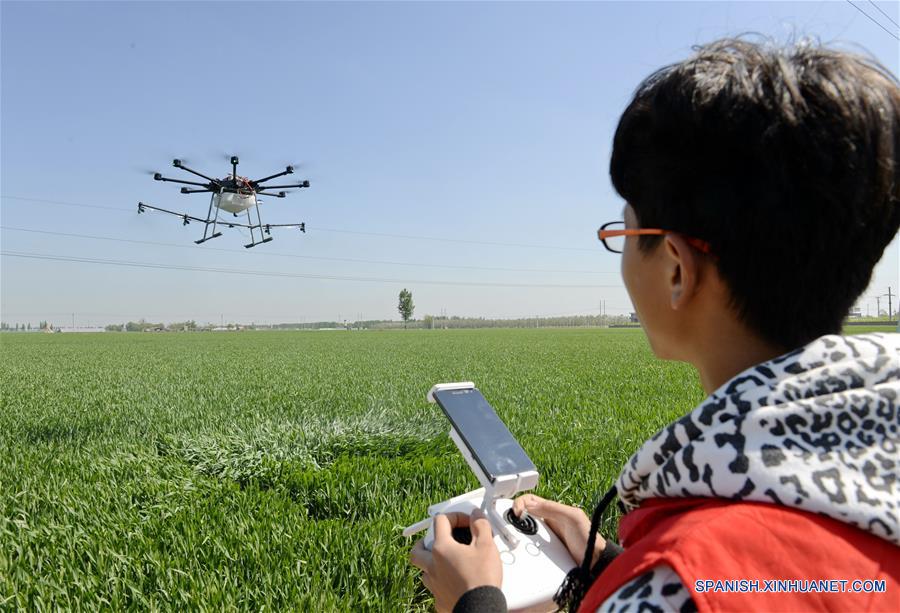 Un miembro de un equipo de drones rocía pesticida en un campo de trigo, en la villa de Nanyangjialou del condado de Longyao en la ciudad de Xingtai, provincia de Hebei, en el norte de China, el 28 de abril de 2017. (Xinhua/Mu Yu)