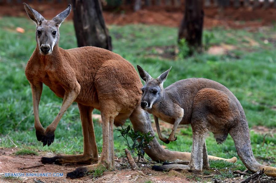 Dos canguros rojos son mostrados en el Parque de Vida Slvestre de Yunnan, en Kunming, capital de la provincia de Yunnan, en el sur de China, el 27 de abril de 2017. Dos canguros rojos australianos fueron mostrados al público en el parque y atrajeron a muchos visitantes. (Xinhua/Lin Yiguang)