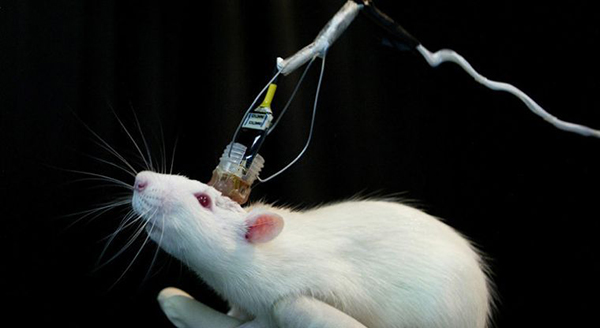 Científicos transplantan una cabeza de rata