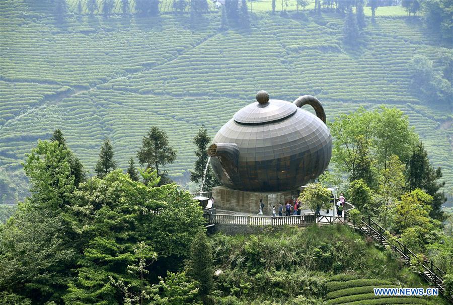Turistas visitan el jardín de té orgánico durante las vacaciones del Día del Trabajo