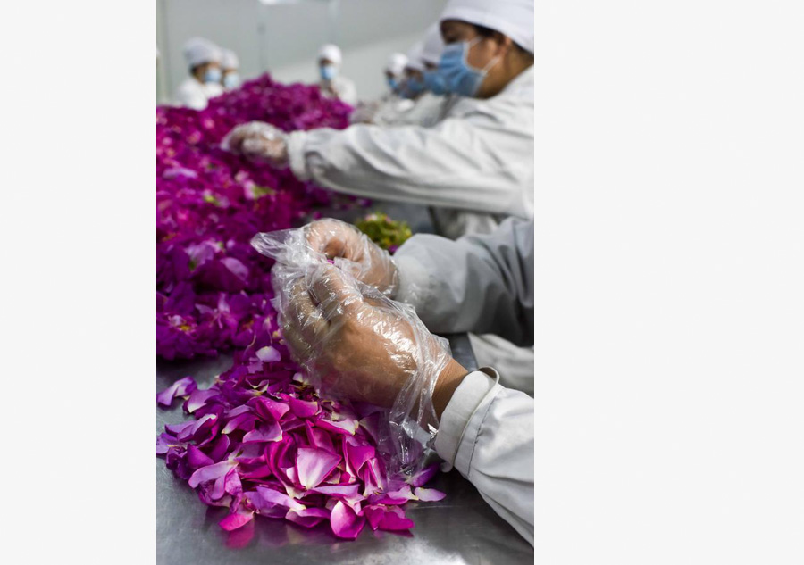 La industria de rosas damasco combate la pobreza en Xinjiang
