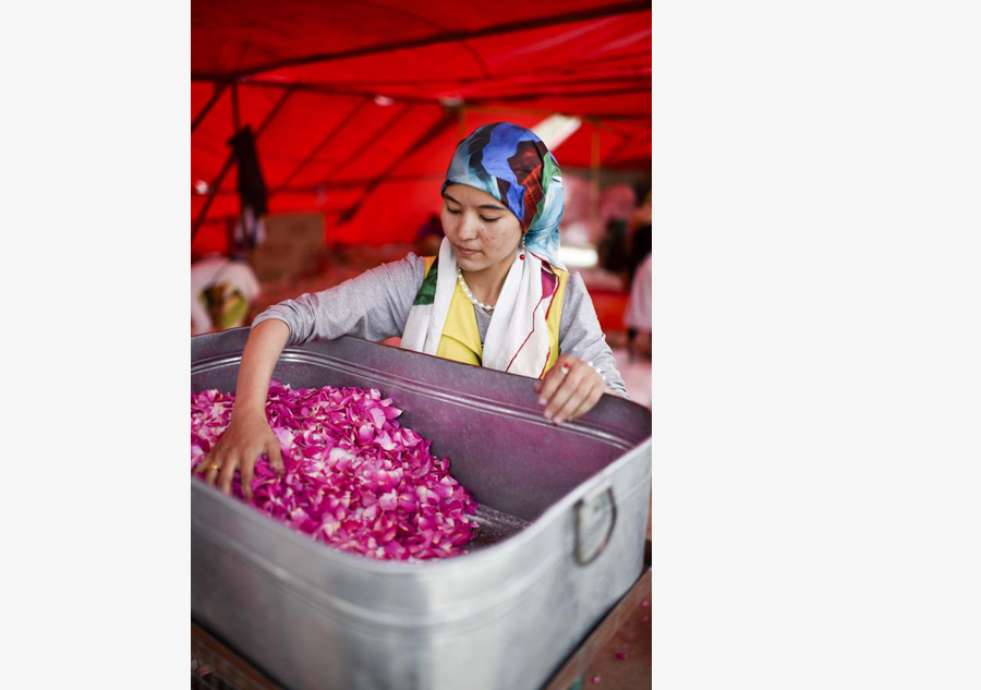 La industria de rosas damasco combate la pobreza en Xinjiang