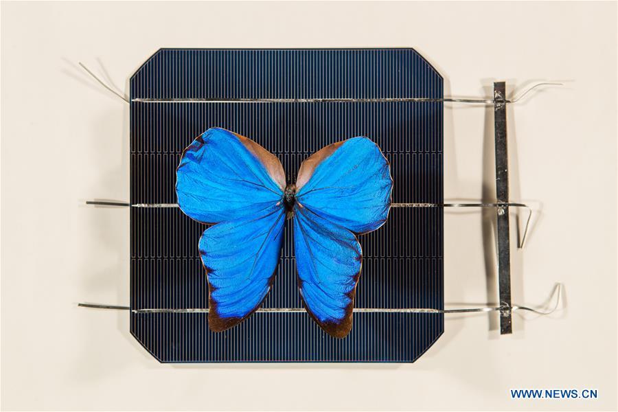 Las alas de mariposa inspiran nueva tecnología de energía solar