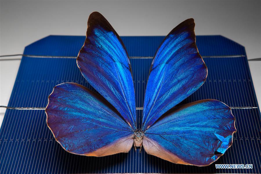 Las alas de mariposa inspiran nueva tecnología de energía solar