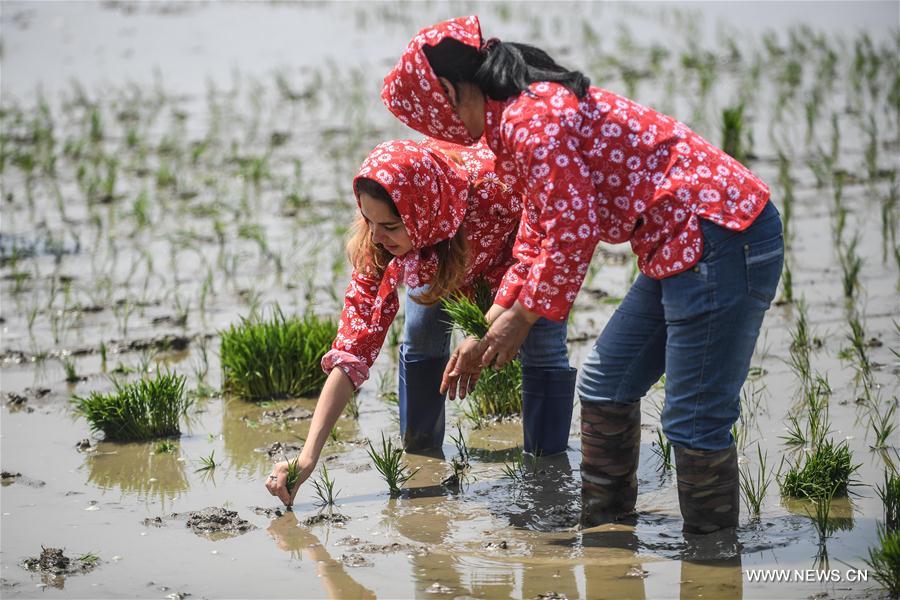Estudiantes extranjeros aprenden a sembrar arroz en Liaoning