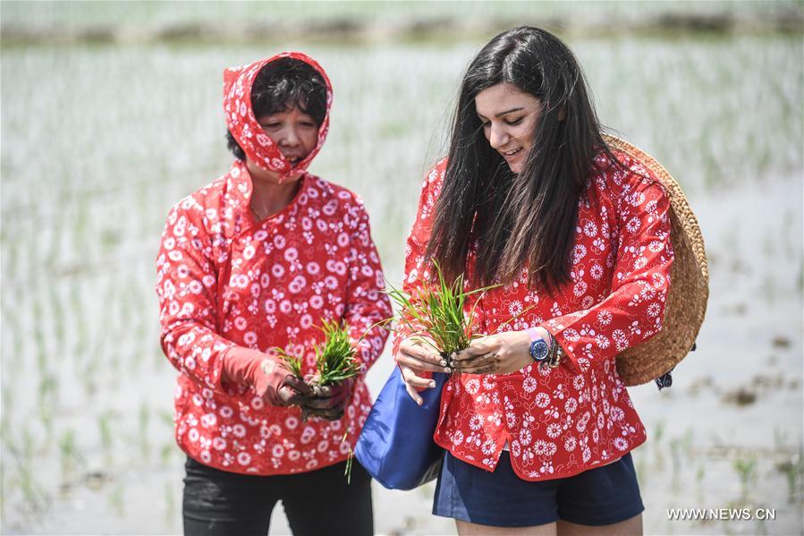 Una estudiante extranjera (derecha) de la Universidad Normal de Shenyang aprende a sembrar plantones de arroz en Panjin, provincia de Liaoning, el 21 de mayo de 2017. (Xinhua / Pan Yulong)