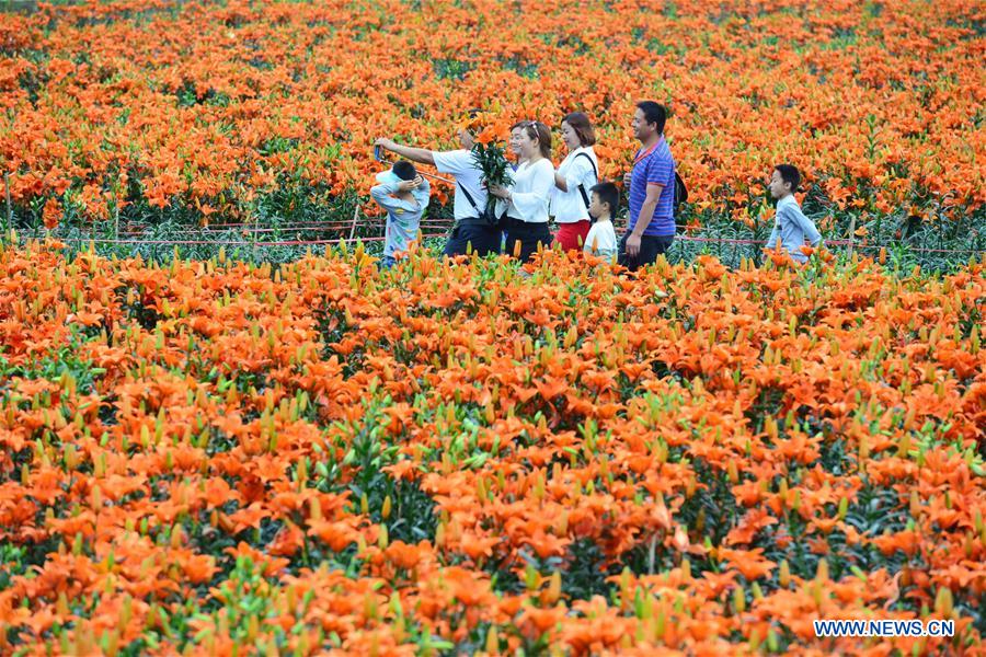Turistas compran flores en el reino de los lirios de la aldea Wanghutun, en la provincia Guizhou, el 21 de mayo del 2017. (Foto: Yang Wenbin)