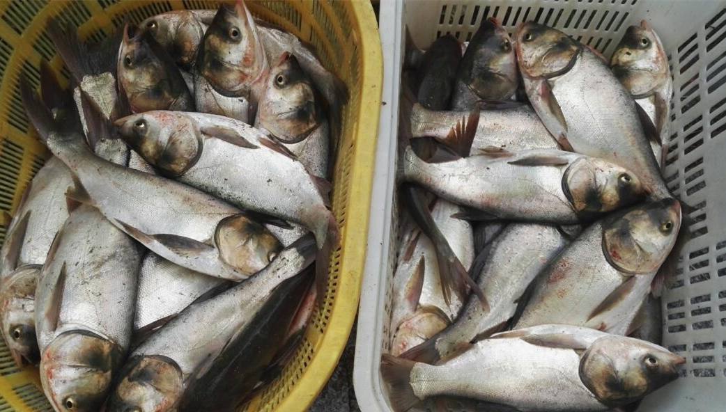 Universidad de Wuhan ofrece pescado gratis a estudiantes, profesores