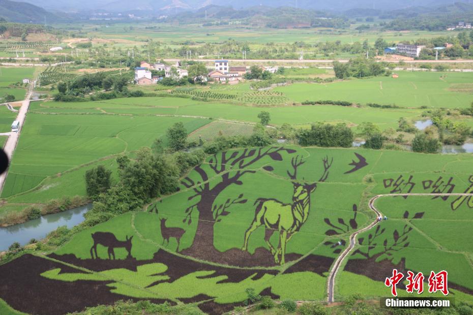 Imágenes tridimensionales en campos de arroz de Guangxi aumentan los ingresos de los agricultores