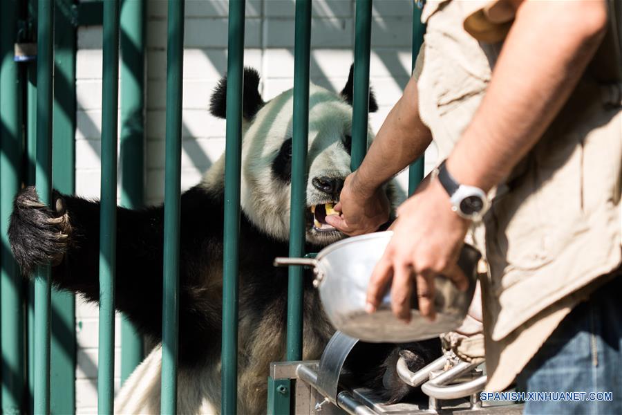 La panda Xin Xin recibe una revisión rutinaria previo al "Homenaje a los Pandas de la Ciudad de México" a 42 años de la llegada de los pandas a México, llevado a cabo en el Zoológico de Chapultepec, en la Ciudad de México, capital de México, el 3 de junio de 2017. El Zoológico del Bosque de Chapultepec de la Ciudad de México recibió el sábado un reconocimiento especial, de parte de China, por las acciones de conservación y cuidado de los osos panda. Estas acciones se iniciaron desde hace 42 años, cuando llegó del país asiático una pareja de pandas conocidos como "Pe Pe" y "Ying Ying", que han sido la pareja más prolífica a nivel mundial, ya que concibieron en cautiverio y en la Ciudad de México siete crías adultas (tres machos y cuatro hembras). El evento fue organizado como parte de las actividades culturales internacionales desarrolladas por la embajada de China, el Centro Cultural de China en México y el Instituto Nacional de Bellas Artes de México, que este año tienen como tema central a las pandas gigantes del Zoológico de Chapultepec. (Xinhua/Francisco Cañedo)