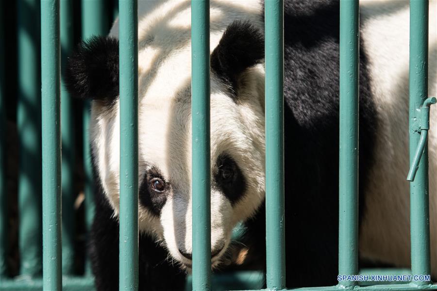 Vista de la panda Xin Xin durante una revisión rutinaria previo al "Homenaje a los Pandas de la Ciudad de México" a 42 años de la llegada de los pandas a México, llevado a cabo en el Zoológico de Chapultepec, en la Ciudad de México, capital de México, el 3 de junio de 2017. El Zoológico del Bosque de Chapultepec de la Ciudad de México recibió el sábado un reconocimiento especial, de parte de China, por las acciones de conservación y cuidado de los osos panda. Estas acciones se iniciaron desde hace 42 años, cuando llegó del país asiático una pareja de pandas conocidos como "Pe Pe" y "Ying Ying", que han sido la pareja más prolífica a nivel mundial, ya que concibieron en cautiverio y en la Ciudad de México siete crías adultas (tres machos y cuatro hembras). El evento fue organizado como parte de las actividades culturales internacionales desarrolladas por la embajada de China, el Centro Cultural de China en México y el Instituto Nacional de Bellas Artes de México, que este año tienen como tema central a las pandas gigantes del Zoológico de Chapultepec. (Xinhua/Francisco Cañedo)