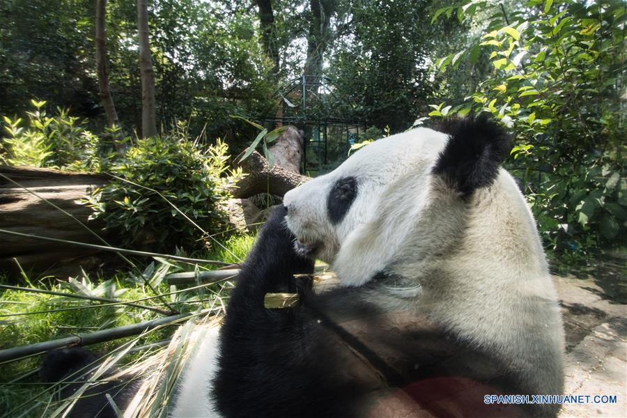 Vista de la panda Xin Xin durante una revisión rutinaria previo al "Homenaje a los Pandas de la Ciudad de México" a 42 años de la llegada de los pandas a México, llevado a cabo en el Zoológico de Chapultepec, en la Ciudad de México, capital de México, el 3 de junio de 2017. El Zoológico del Bosque de Chapultepec de la Ciudad de México recibió el sábado un reconocimiento especial, de parte de China, por las acciones de conservación y cuidado de los osos panda. Estas acciones se iniciaron desde hace 42 años, cuando llegó del país asiático una pareja de pandas conocidos como "Pe Pe" y "Ying Ying", que han sido la pareja más prolífica a nivel mundial, ya que concibieron en cautiverio y en la Ciudad de México siete crías adultas (tres machos y cuatro hembras). El evento fue organizado como parte de las actividades culturales internacionales desarrolladas por la embajada de China, el Centro Cultural de China en México y el Instituto Nacional de Bellas Artes de México, que este año tienen como tema central a las pandas gigantes del Zoológico de Chapultepec. (Xinhua/Francisco Cañedo)