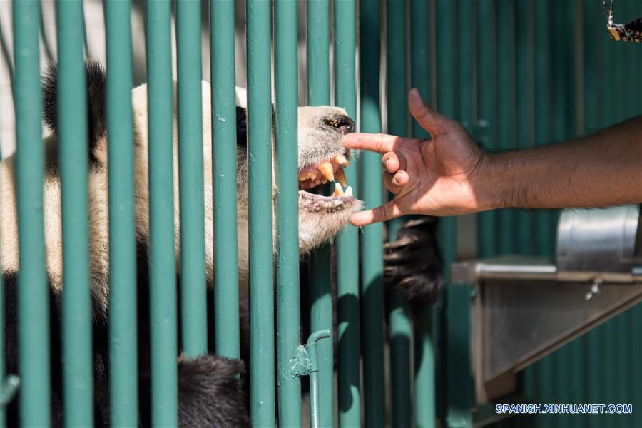La panda Xin Xin recibe una revisión rutinaria previo al "Homenaje a los Pandas de la Ciudad de México" a 42 años de la llegada de los pandas a México, llevado a cabo en el Zoológico de Chapultepec, en la Ciudad de México, capital de México, el 3 de junio de 2017. El Zoológico del Bosque de Chapultepec de la Ciudad de México recibió el sábado un reconocimiento especial, de parte de China, por las acciones de conservación y cuidado de los osos panda. Estas acciones se iniciaron desde hace 42 años, cuando llegó del país asiático una pareja de pandas conocidos como "Pe Pe" y "Ying Ying", que han sido la pareja más prolífica a nivel mundial, ya que concibieron en cautiverio y en la Ciudad de México siete crías adultas (tres machos y cuatro hembras). El evento fue organizado como parte de las actividades culturales internacionales desarrolladas por la embajada de China, el Centro Cultural de China en México y el Instituto Nacional de Bellas Artes de México, que este año tienen como tema central a las pandas gigantes del Zoológico de Chapultepec. (Xinhua/Francisco Cañedo)