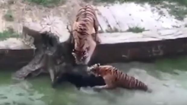 Lanzan un burro vivo a tigres hambrientos por un «ataque de furia» en un zoo de China