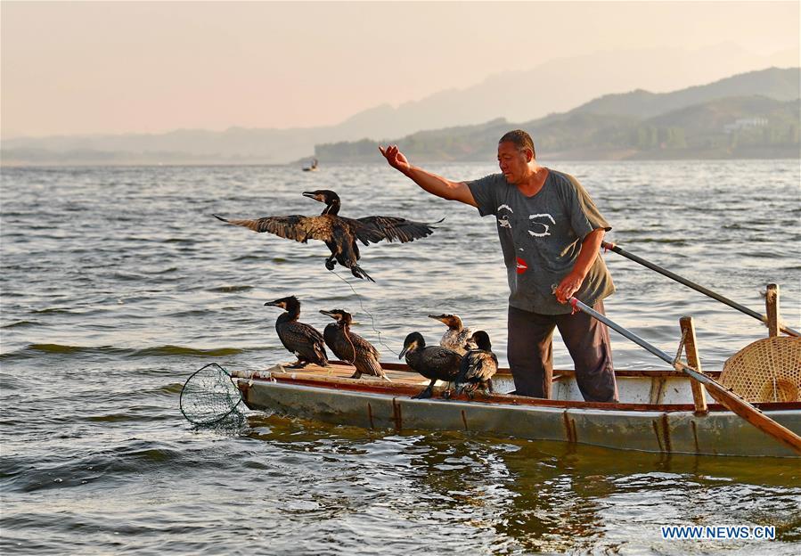 Pescador chino mantiene la tradición de utilizar aves rapaces