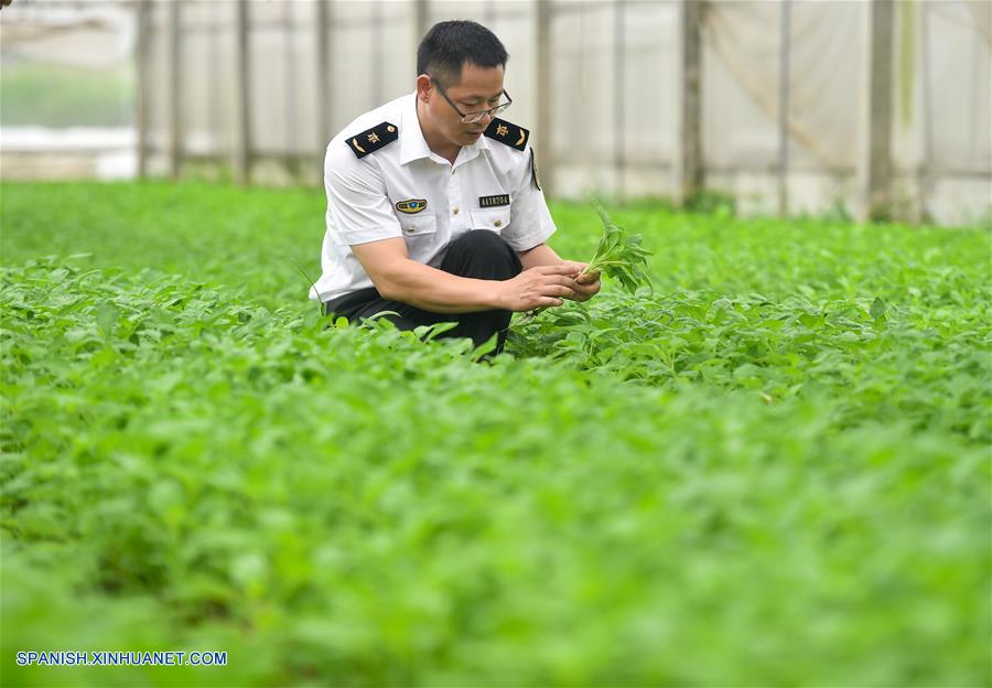 GUANGDONG, junio 18, 2017 (Xinhua) -- Imagen del 13 de junio de 2017, de Zhu Guizhou, un funcionario de la Oficina de Cuarentena e Inspección de Entrada-Salida de Dongguan, revisando amaranto comestible en una base de vegetales para mercados de Hong Kong, en Dongguan, en la provincia de Guangdong, en el sur de China. Según las estadísticas de las autoridades locales, más del 85 por ciento de los vegetales, frutas y aves de corral vivas que llegaron desde la parte continental de China a los mercados de Hong Kong, fueron transportados a través del puerto Wenjindu de Shenzhen. (Xinhua/Mao Siqian)
