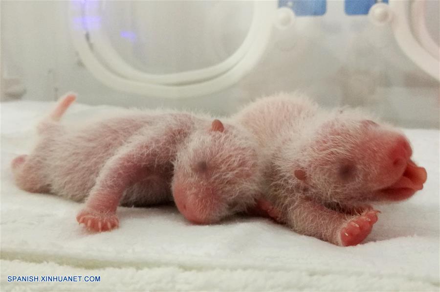 SHAANXI, junio 22, 2017 (Xinhua) -- Imagen del 17 de junio de 2017 de los cachorros gemelos de panda cuya madre es Ai Bang, permaneciendo en el Centro de Rescate y Cría de Animales Salvajes Raros de Shaanxi, en la provincia de Shaanxi, en el noroeste de China. El departamento forestal provincial informó el jueves que Yang Yang dio a luz un cachorro el 11 de junio y Ai Bang dio a luz a cachorros gemelos el 12 de junio en el centro. (Xinhua/Str)