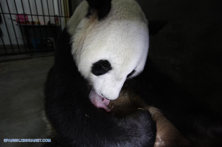 SHAANXI, junio 22, 2017 (Xinhua) -- Imagen del 11 de junio de 2017 de la panda Yang Yang, de catorce años de edad, sosteniendo a su cachorro en el Centro de Rescate y Cría de Animales Salvajes Raros de Shaanxi, en la provincia de Shaanxi, en el noroeste de China. El departamento forestal provincial informó el jueves que Yang Yang dio a luz un cachorro el 11 de junio y Ai Bang dio a luz a cachorros gemelos el 12 de junio en el centro. (Xinhua/Str)