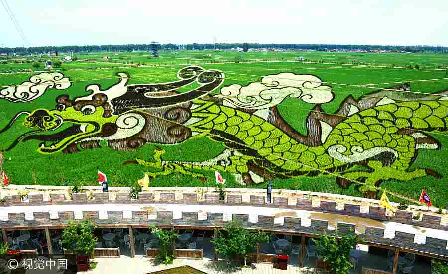 Crean “murales vivos” en los campos de arroz de Shenyang