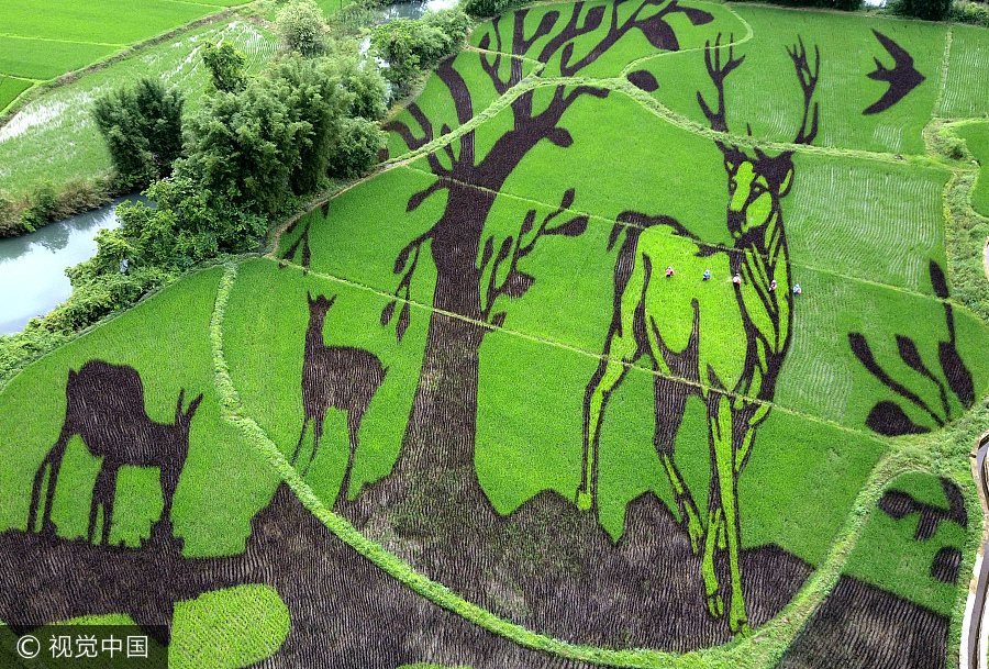 Crean “murales vivos” en los campos de arroz de Shenyang