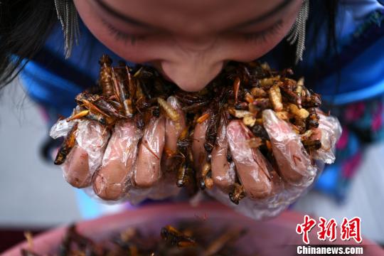 Se celebra competición de comer insectos en Yunnan