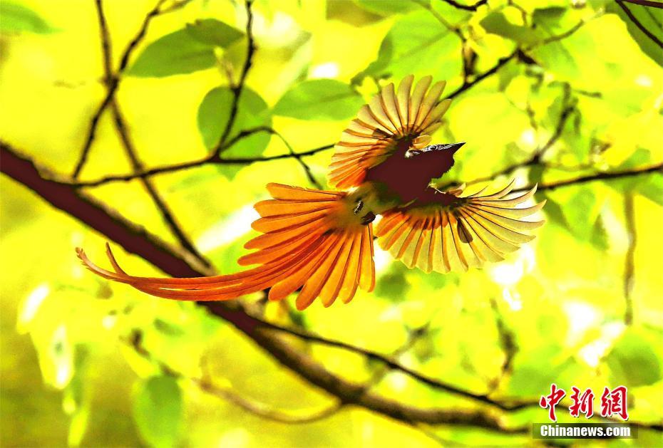 Fotografían aves de espectacular belleza en Hubei