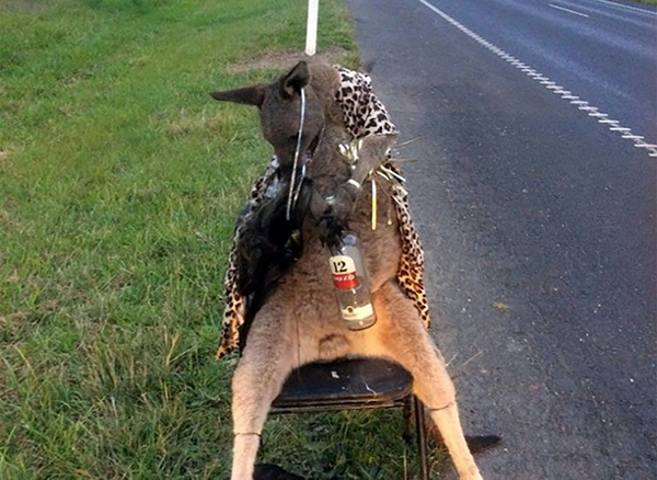 Hallan en Australiaa un canguro muerto y con una botella de alcohol entre las patas