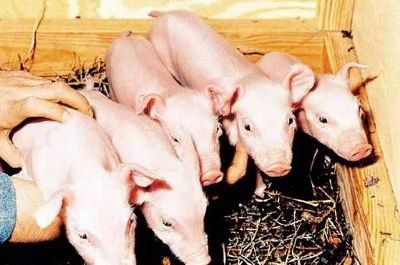 Nacen en Tianjin los primeros cerdos del mundo clonados con un instrumento robótico