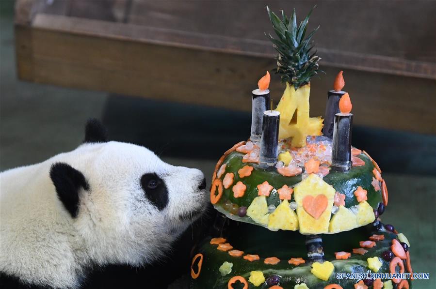Primer panda nacido en Taiwan celebra su cuarto cumpleaños